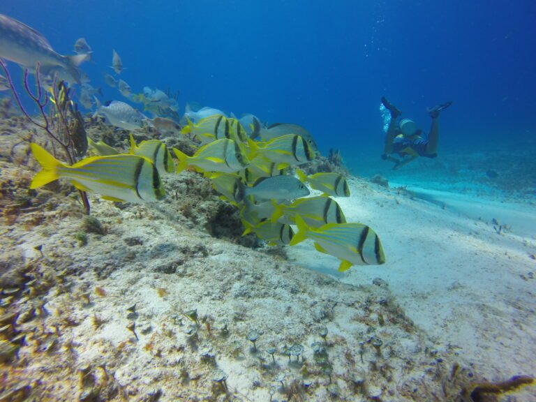 Βουτιές στο Μεξικό